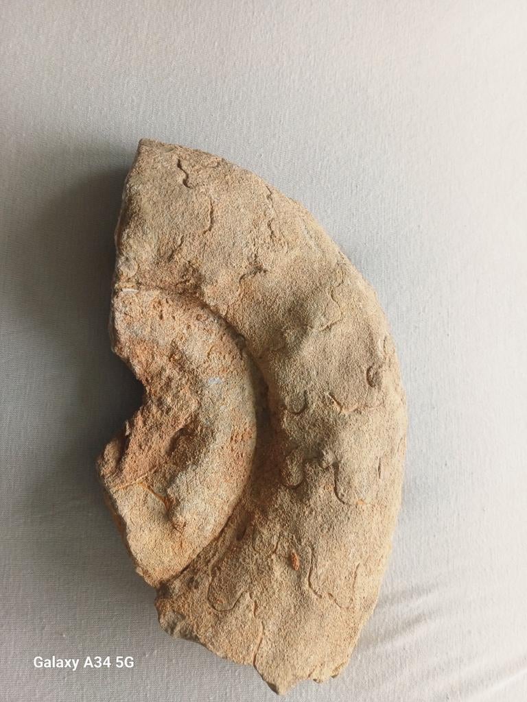 Groot fossiel van een ammoniet, 27 cm, Verzamelen, Mineralen en Fossielen, Ophalen of Verzenden, Fossiel
