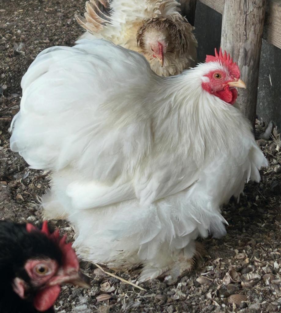 Cochin kriel hanen, Dieren en Toebehoren, Pluimvee, Mannelijk, Kip