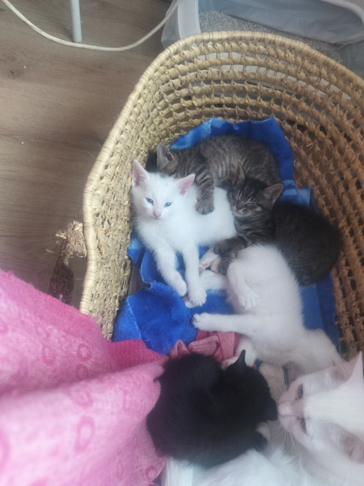 kleine kittens met liefde <3, Dieren en Toebehoren