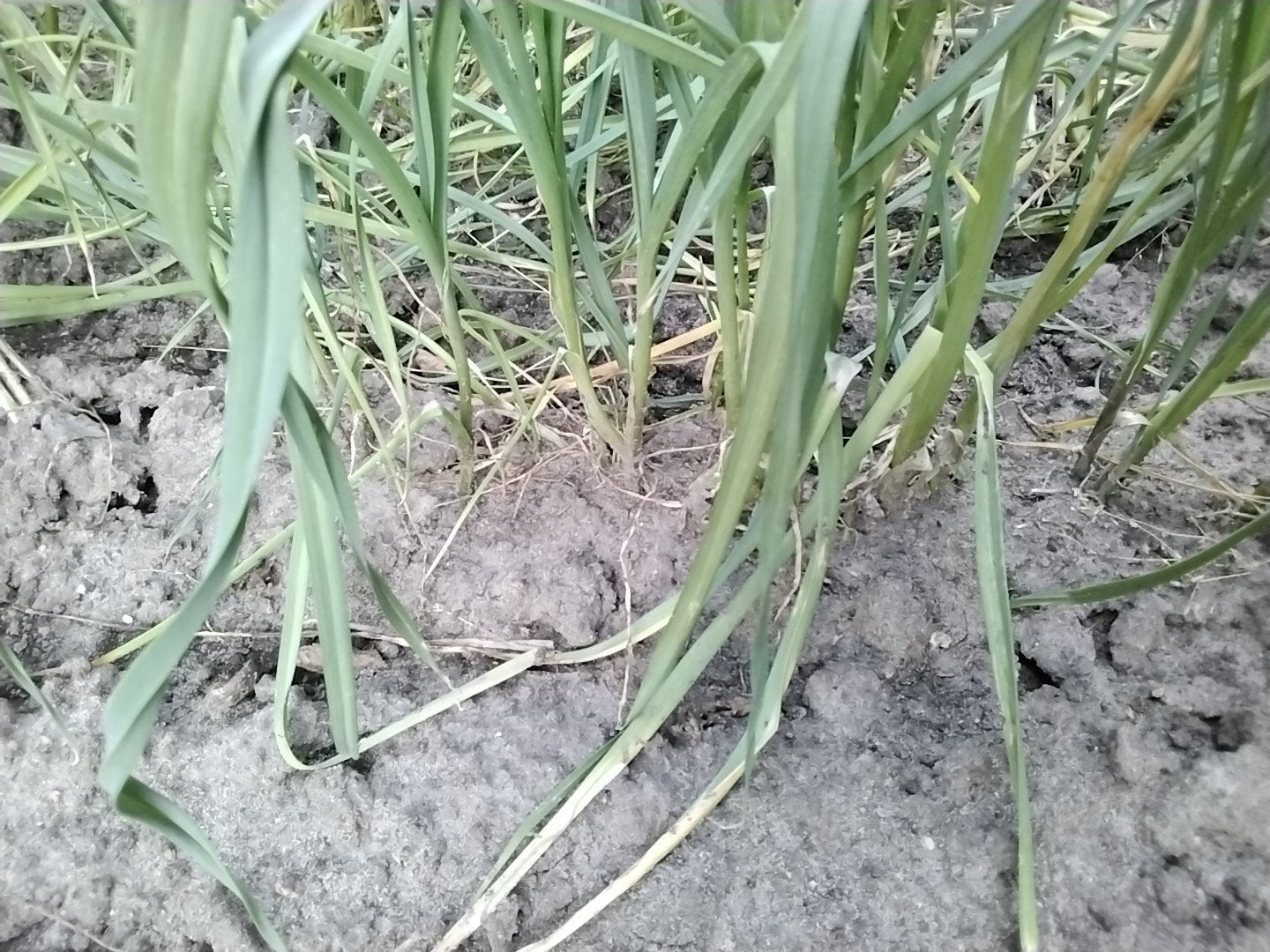 prei, zomerprei, Bulgaarse reuzen,, Ophalen, Overige soorten, Volle zon