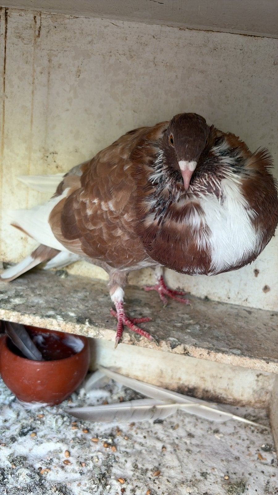 Bastaard gaditano rood/geel, Mannelijk, Kropper