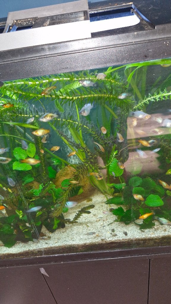 Te koop volwassen Platys, Vis, Zoetwatervis