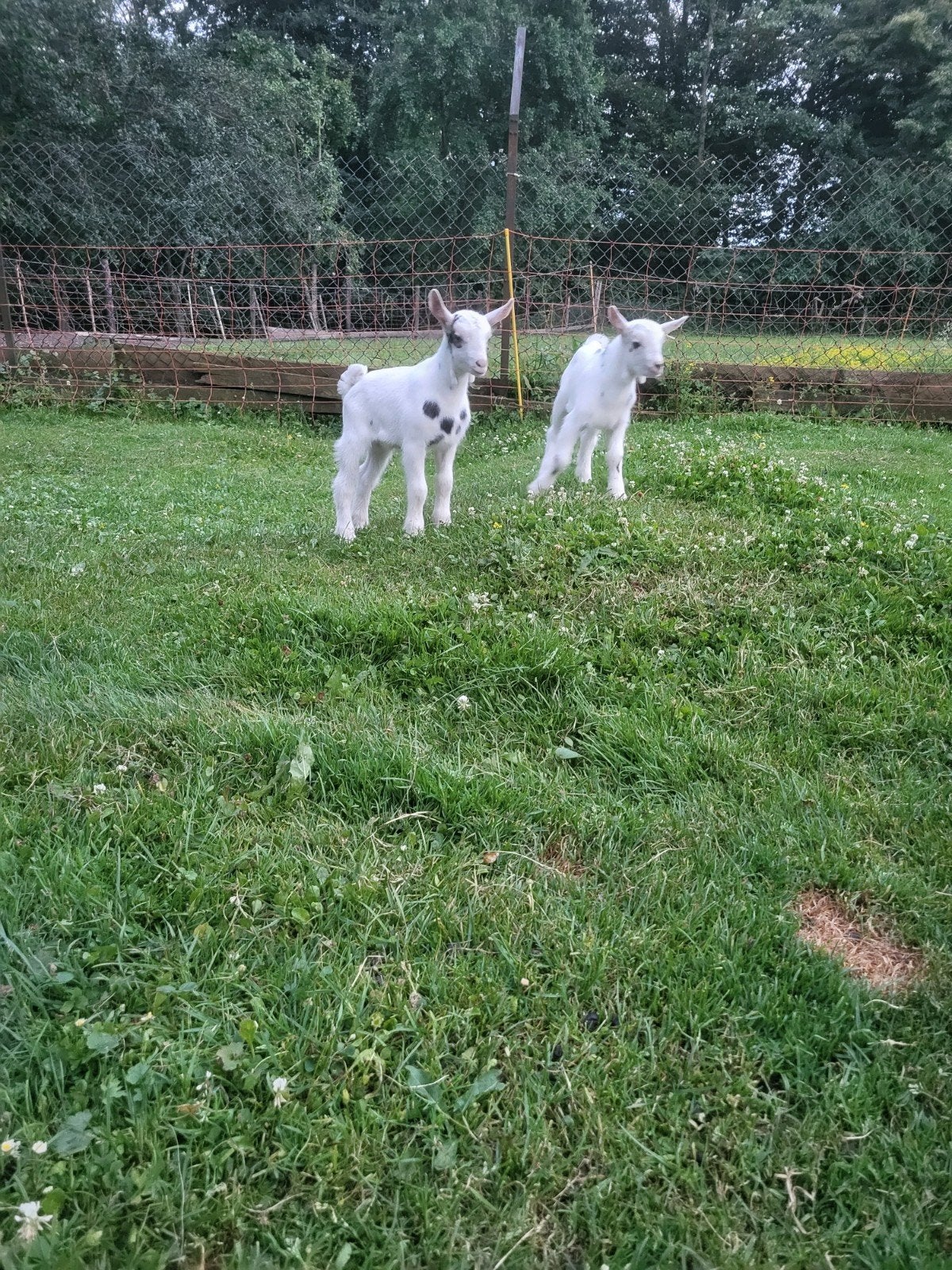 2 mooie bokjes, Mannelijk, Geit