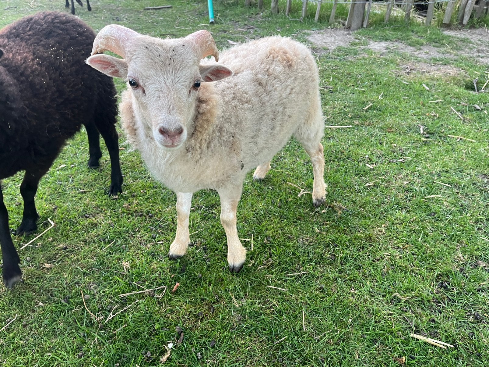 2 jonge Ouessant rammen, Mannelijk, Schaap