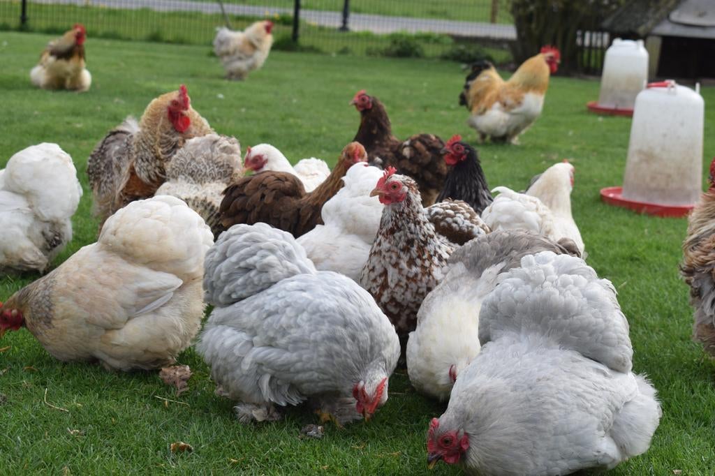 Cochin kriel broedeieren, Dieren en Toebehoren, Pluimvee, Geslacht onbekend, Kip
