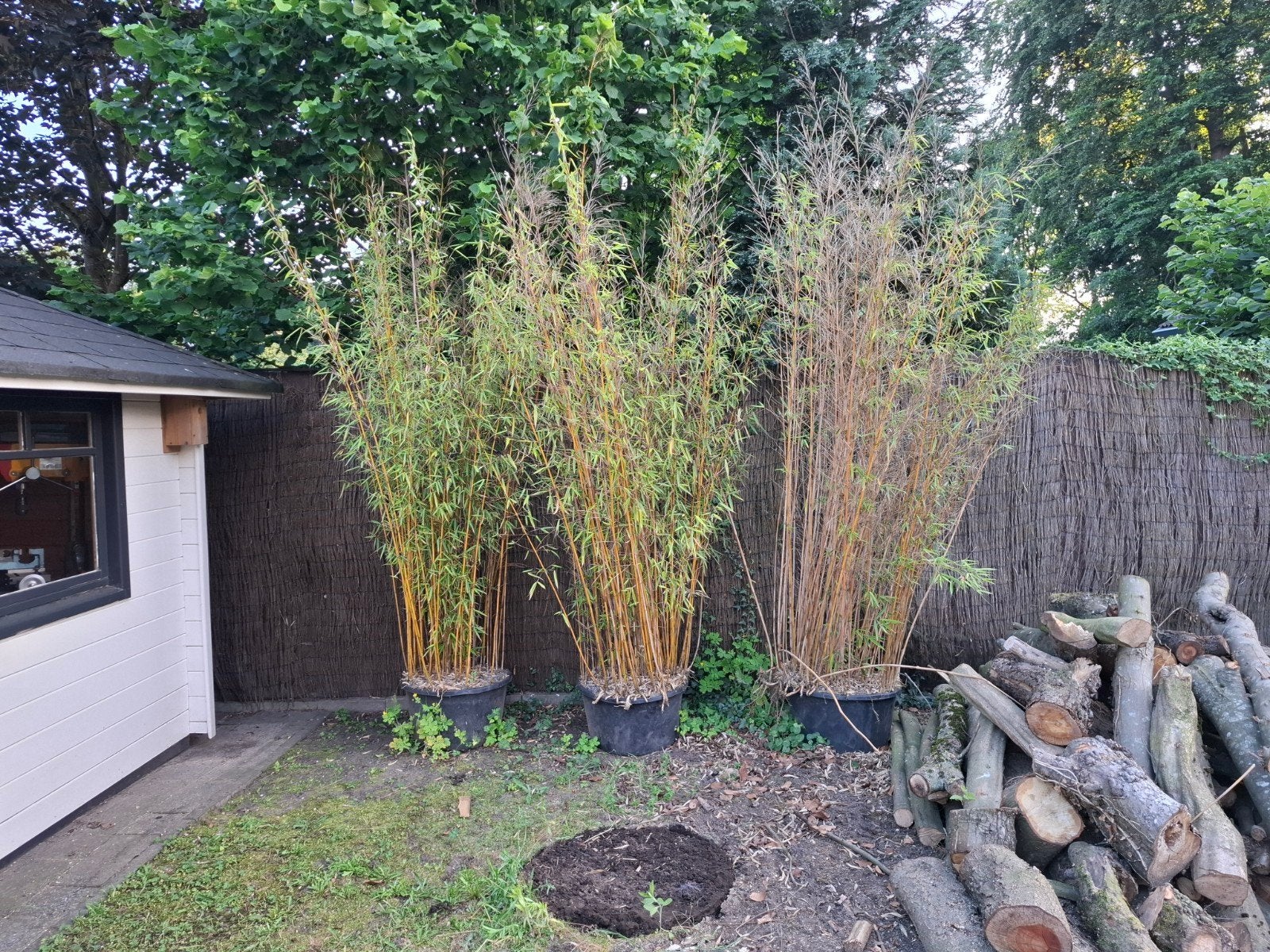 Grote bamboeplanten in potten, Ophalen