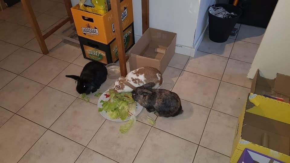 Aangeboden gratis konijnen, Dieren en Toebehoren, Konijnen, Meerdere dieren, Middelgroot