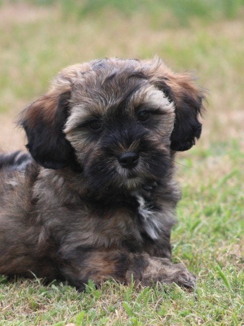 Maltipoo pup, Dieren en Toebehoren, Nederland, Parvo, 8 tot 15 weken, Eén hond