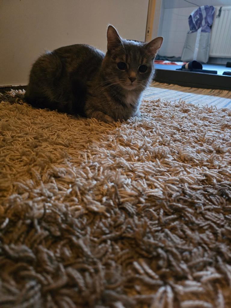 .kat een kat die ik gratis wil weggeven. Ze is anderhalf j, Dieren en Toebehoren, Katten en Kittens | Raskatten | Korthaar