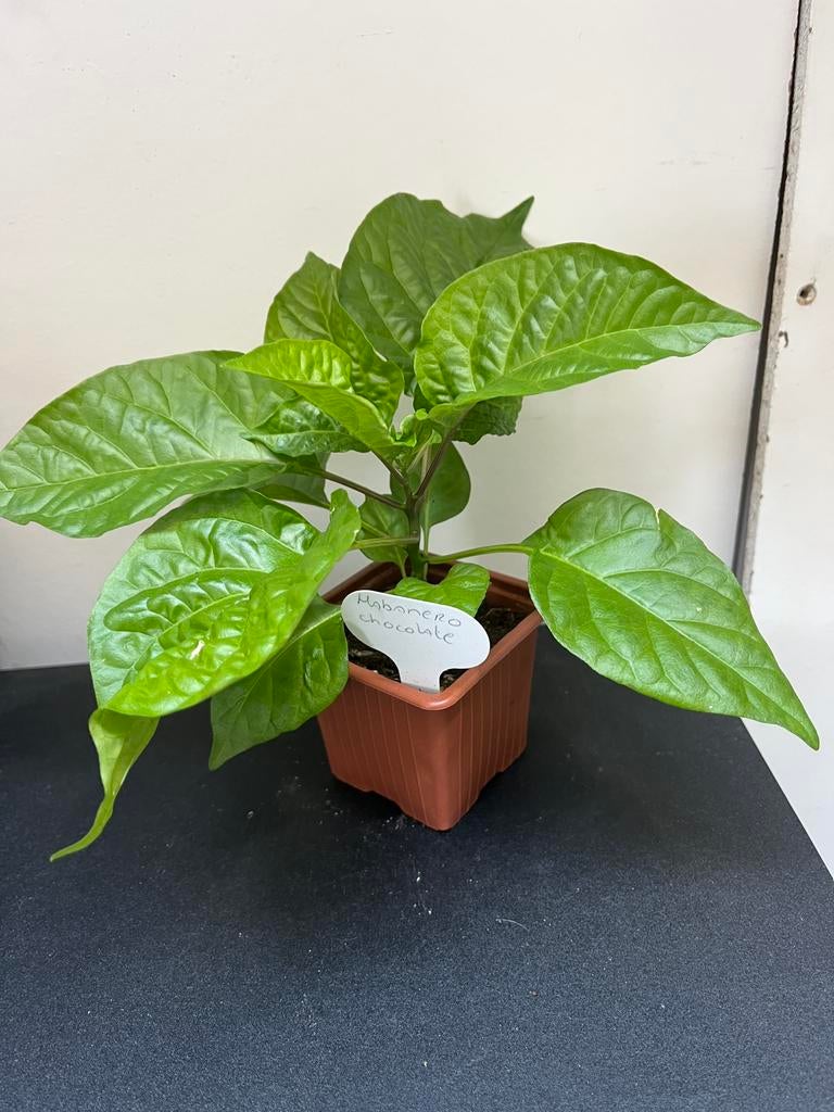 Pepers “super hots” o.a. Carolina Reaper en Habanero, Tuin en Terras, Planten | Tuinplanten, Ophalen, Zomer, Overige soorten, Volle zon