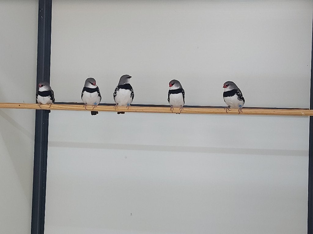 Diamantvinken te koop., Dieren en Toebehoren, Meerdere dieren, Tropenvogel, Geringd