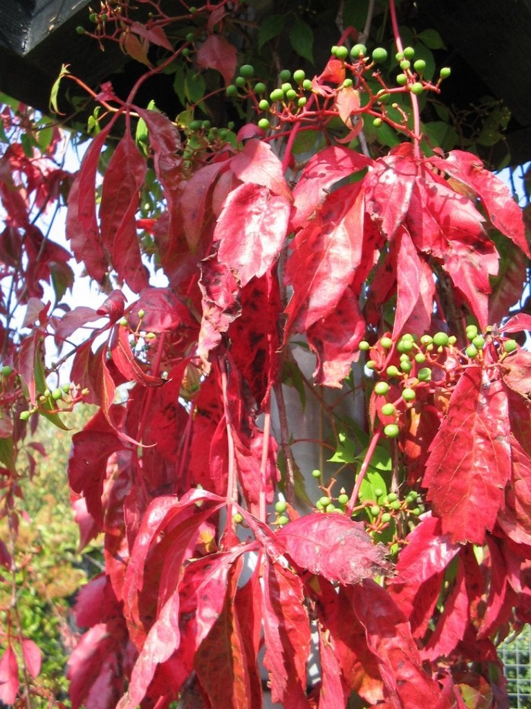 KLIMPLANT Parthenocissus quinq Engelmannii Vijfblad. Wingerd, Vaste plant, Ophalen of Verzenden, Halfschaduw, Klimplanten
