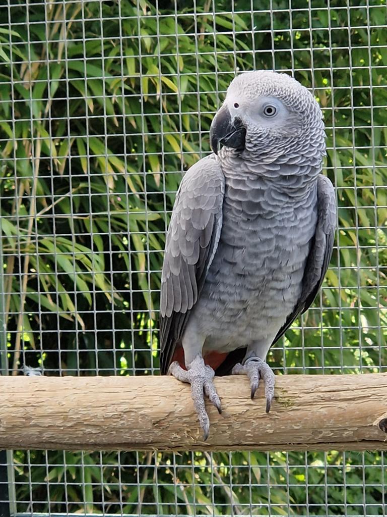 Tamme grijze roodstaart papegaai, Dieren en Toebehoren, Vogels | Parkieten en Papegaaien, Vrouwelijk, Papegaai, Geringd