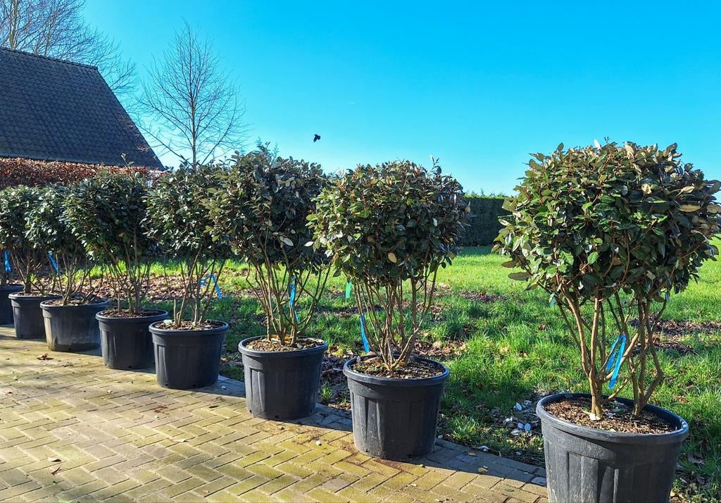 Elaeagnus ebbingei, olijfwilg, 100 tot 250 cm, Zomer, Palmboom, Ophalen