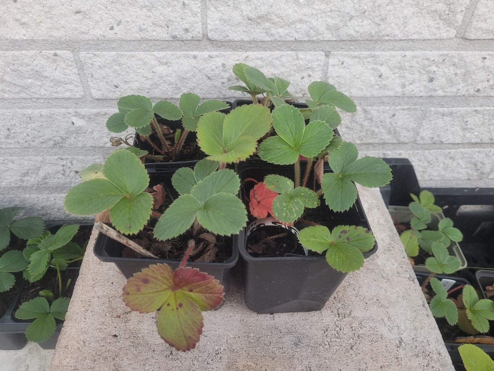 Framboos aardbeiplanten (de lekkerste) biologisch, Tuin en Terras, Planten | Tuinplanten, Ophalen, Volle zon