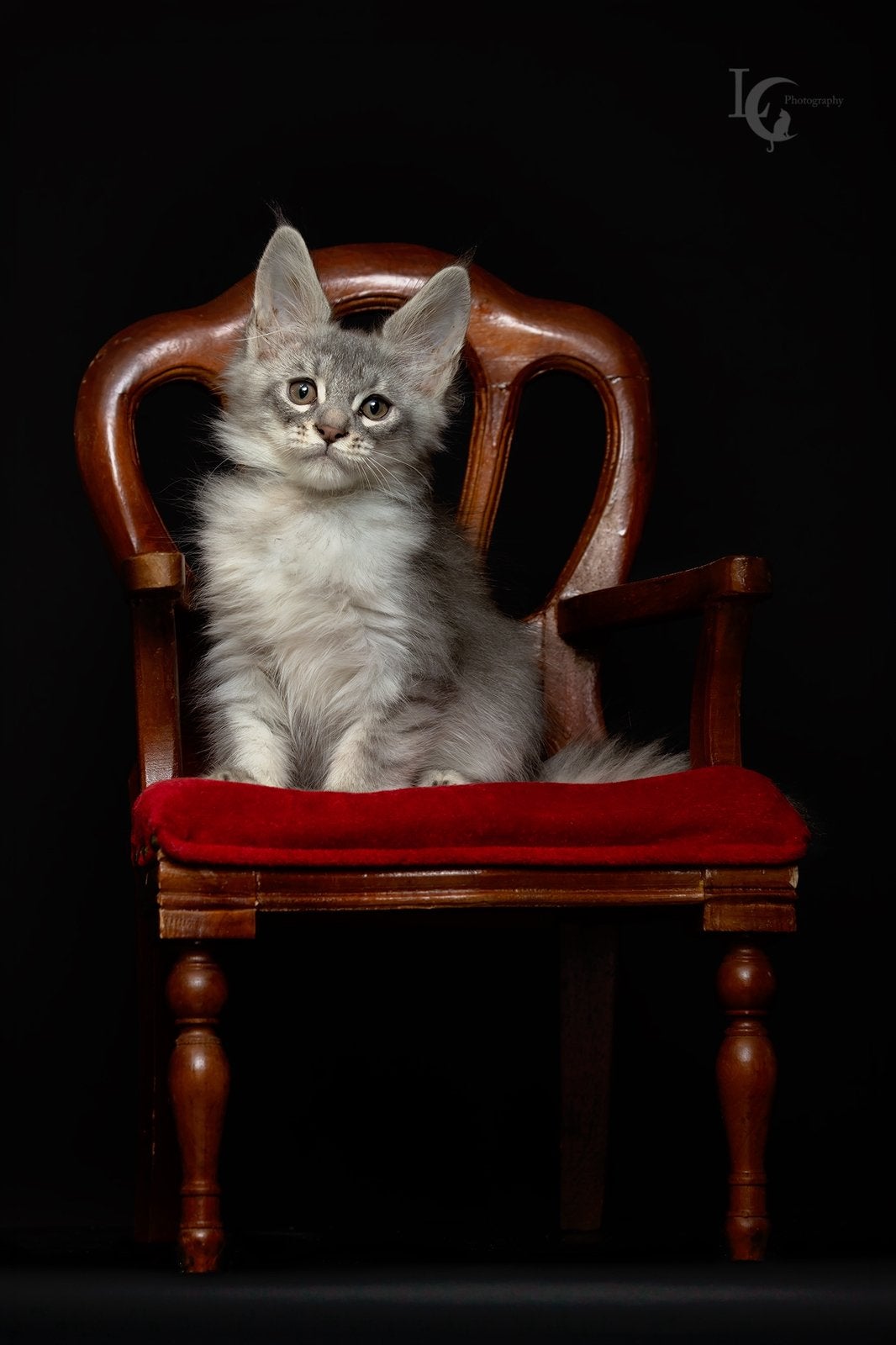 Main Coon  kittens met stamboom, Dieren en Toebehoren, Meerdere dieren, Met stamboom
