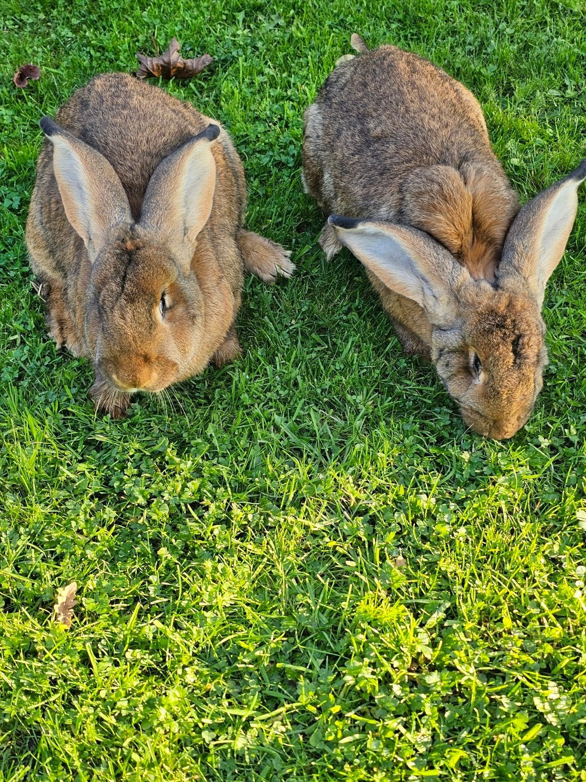 mooie Vlaamse reuzen te koop, Dieren en Toebehoren