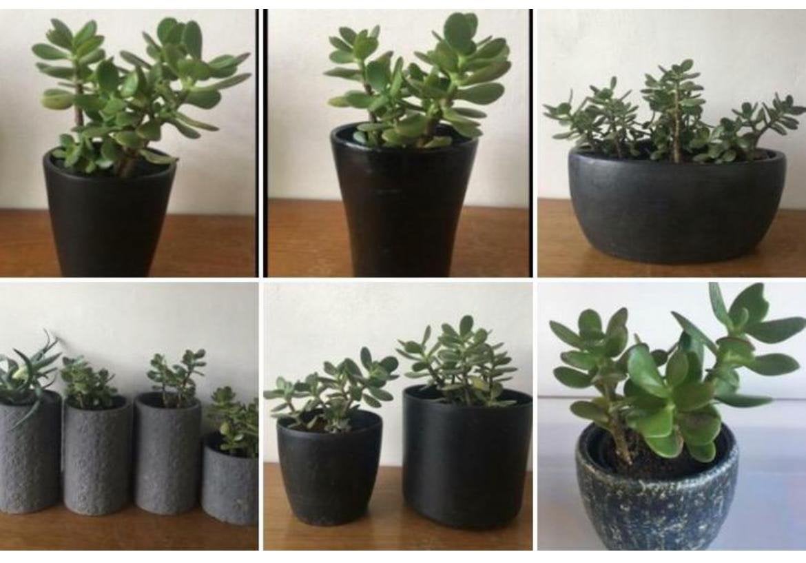 Kleine en grote bio Jadeplanten :)geldboompjes /pot diverse, Huis en Inrichting, Ophalen, Vetplant, In pot, Minder dan 100 cm