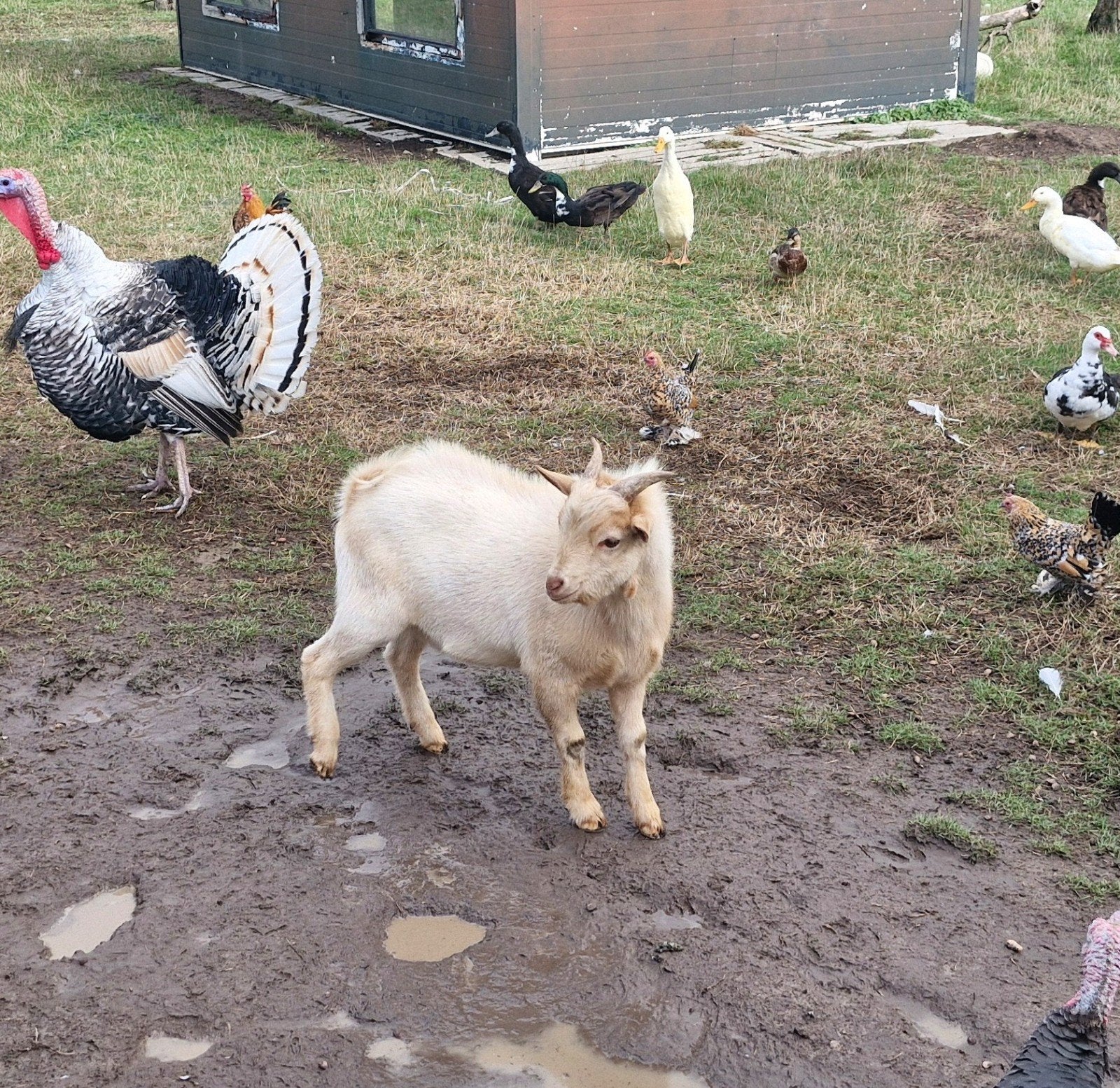 dwerggeit bok crème kleurig, Dieren en Toebehoren, Mannelijk, Geit, 0 tot 2 jaar