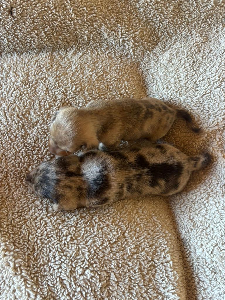 Superschattige merle, ruwhaar, kaninchen/dwerg teckelpuppy’s, Kaninchen, 8 tot 15 weken, Parvo, Meerdere dieren