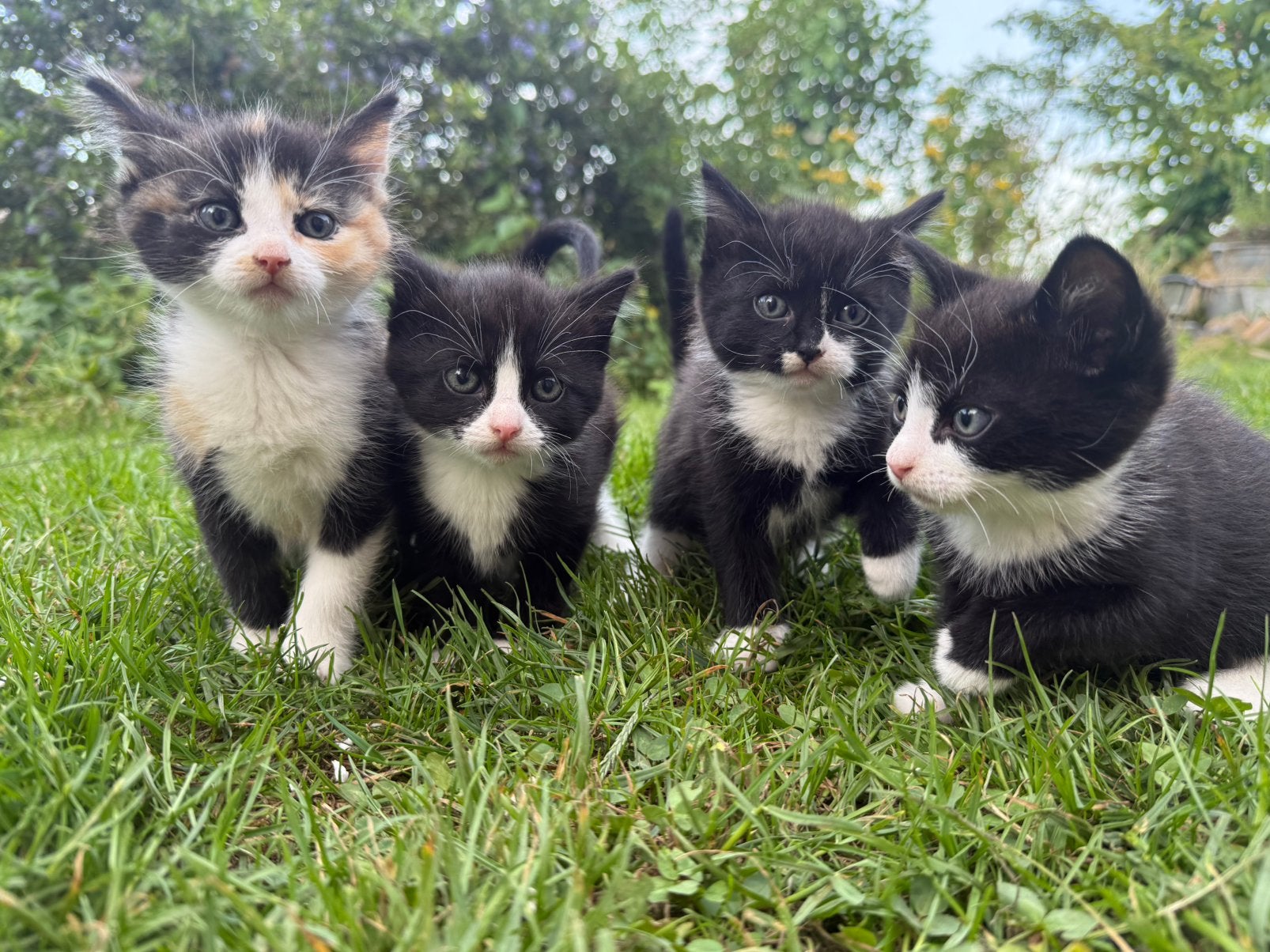Lieve huis kittens nog 2 vrouwtjes, Meerdere dieren, Kortharig, 0 tot 2 jaar