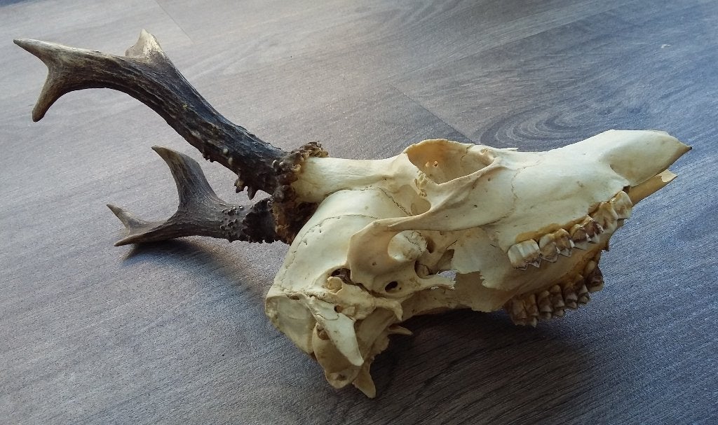 Oude Dier Schedel Hert Ree Kop Hertgewei Hertengewei Gewei, Verzamelen, Ophalen of Verzenden, Gebruikt, Hert, Schedel