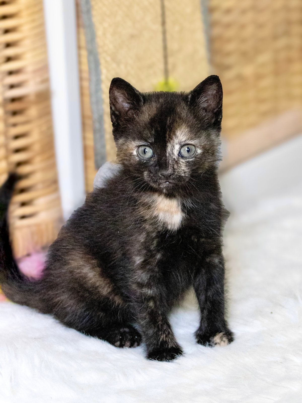 Kittens kruising Britse korthaar x Europese korthaar, Dieren en Toebehoren, Meerdere dieren, Ontwormd, 0 tot 2 jaar