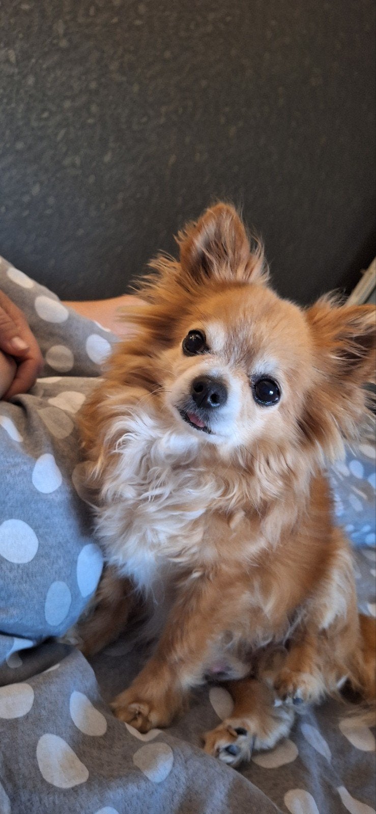 Jimmy de lieve kleine rustige chihuahua, Dieren en Toebehoren, 6 jaar of ouder, Reu, Eén hond, Chihuahua