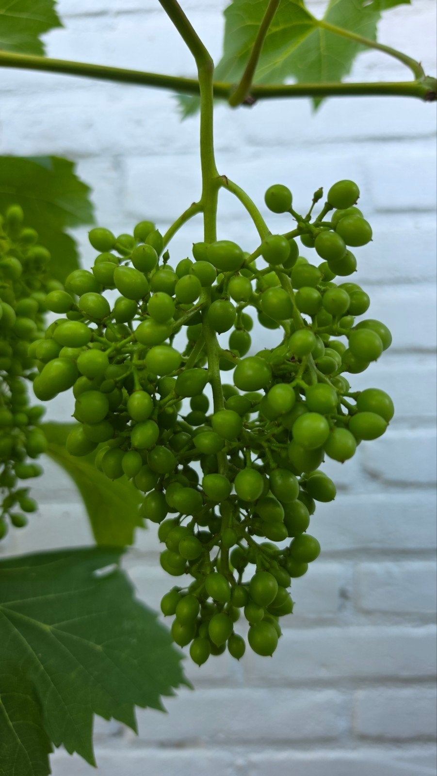 Druivenplant - druivelaars met veel Groene Druiven, Tuin en Terras, Planten | Fruitbomen, Ophalen, Minder dan 100 cm, Overige soorten