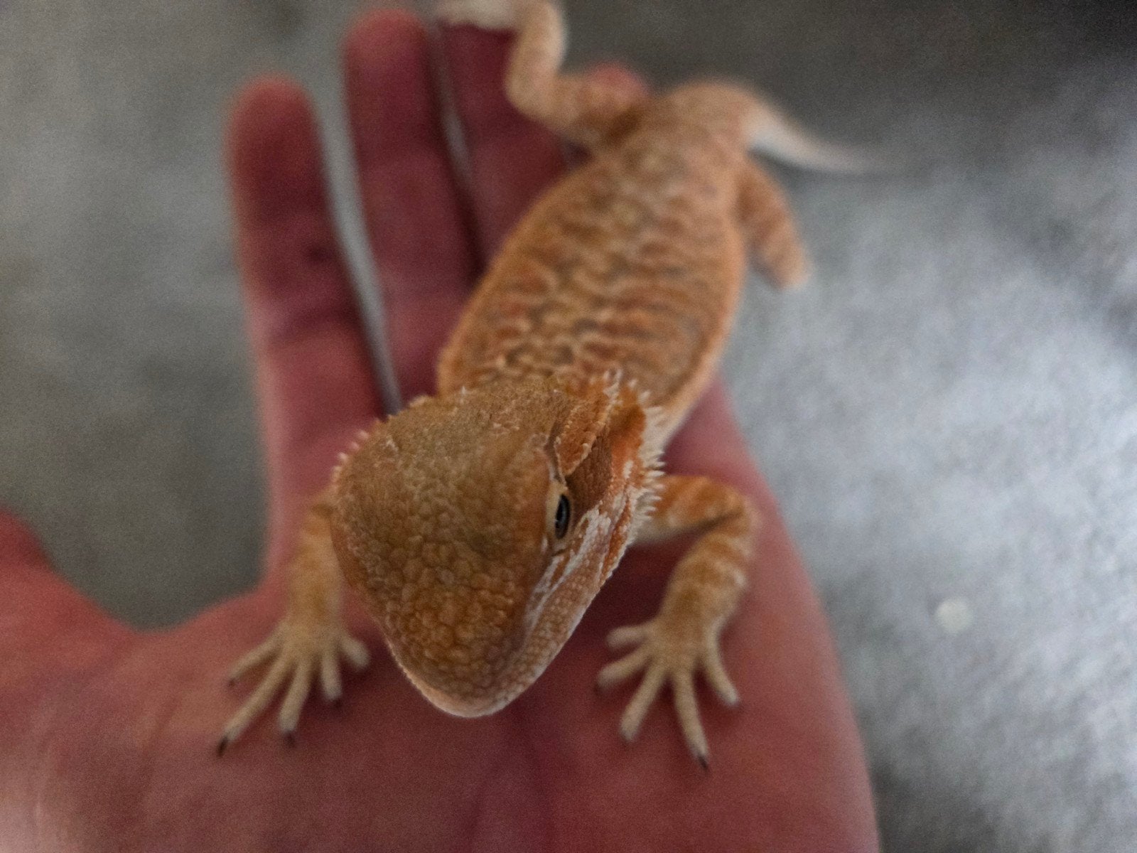 Baardagaam Pogona Vitticeps Orange/Red Leatherback Tiger Bearded Dragon photo 3