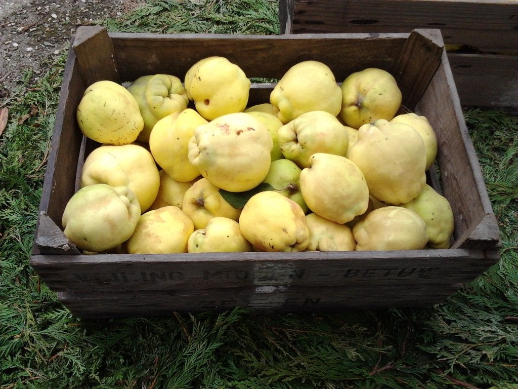 kweeperen, Ophalen