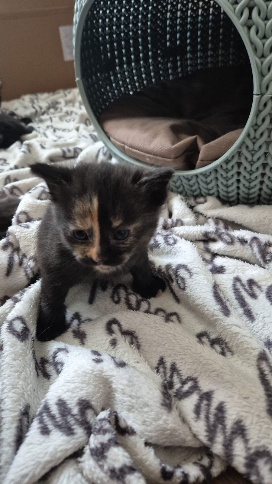Lieve kittens zoeken een warm thuis! ️

Onze kittens z