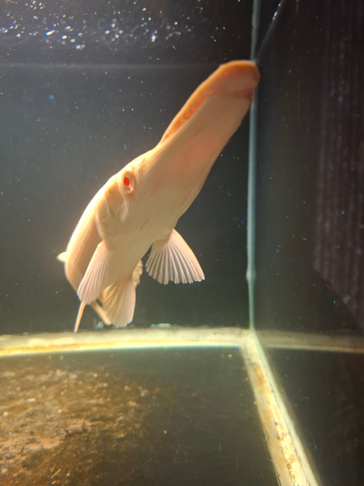 albino gar, Dieren en Toebehoren, Vis, Zoetwatervis