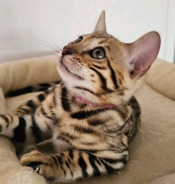 ☆Top ras☆ Bengaalse kittens met stamboom moeder kampioen, Dieren en Toebehoren, Meerdere dieren, Met stamboom