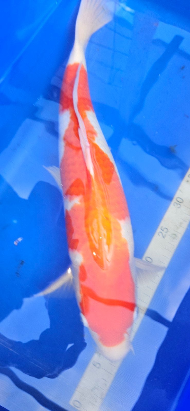Kohaku 45 cm, Dieren en Toebehoren, Karper of Koi