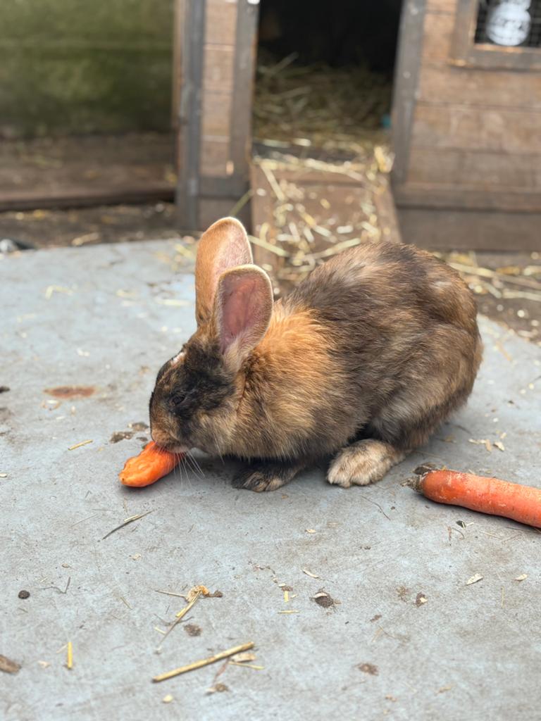 2 broertjes 5 maanden jong, Dieren en Toebehoren, Konijnen, Mannelijk, Groot, Hangoor
