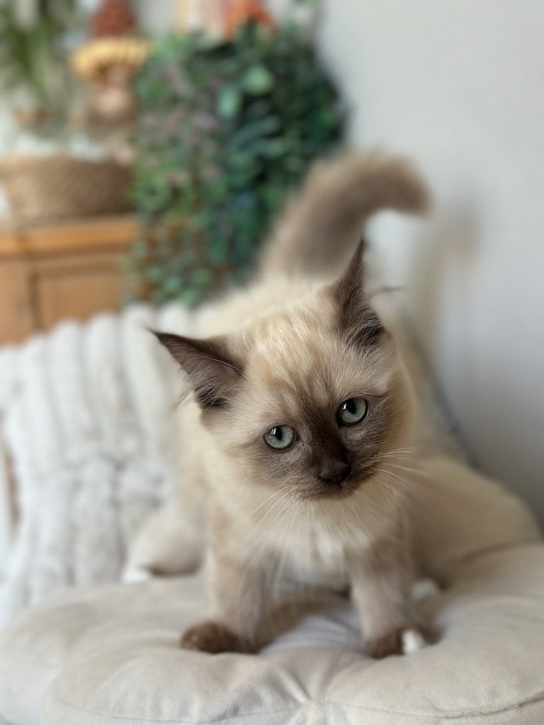 Prachtige Chocolate Mink Ragdoll kitten 🩷 direct meenemen, Poes, Ontwormd, 0 tot 2 jaar