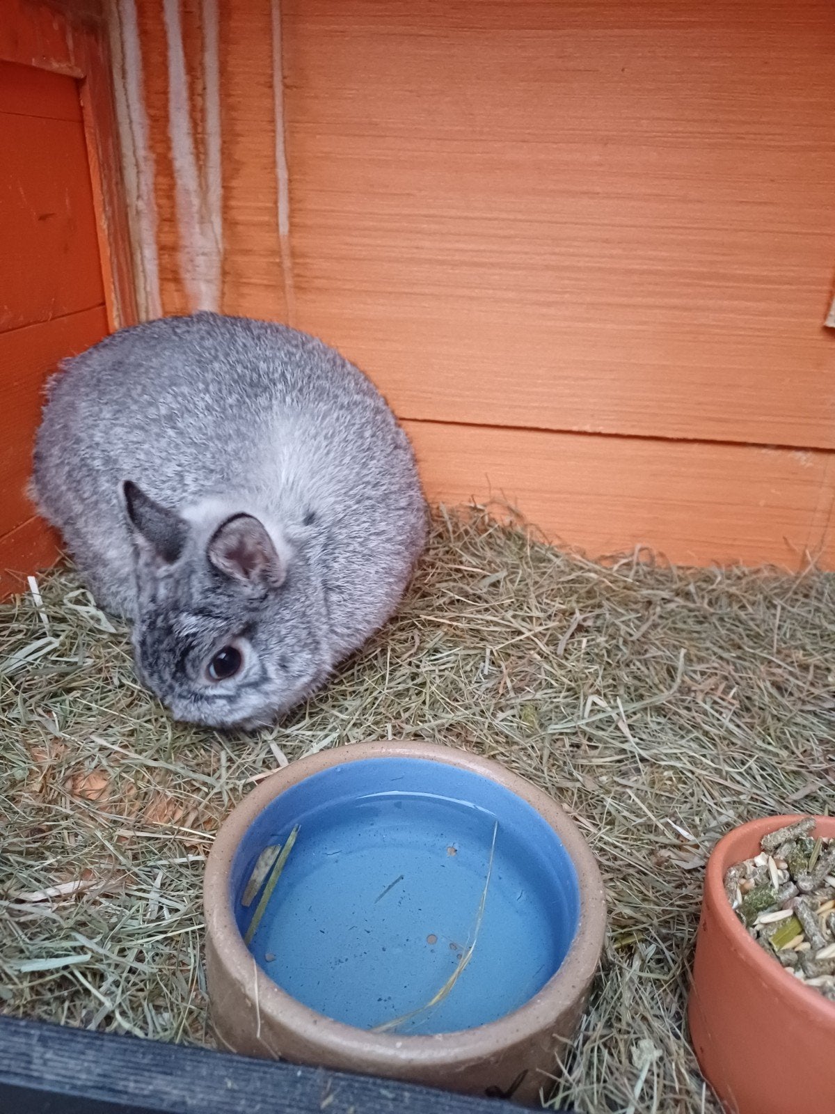 Gratis Dwerg konijntje Ram Chinchilla kleur, Mannelijk, Dwerg