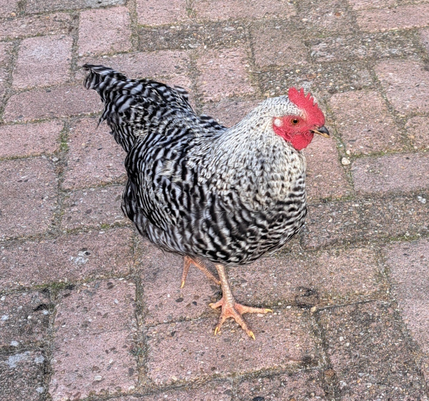 Kriel haantje, Dieren en Toebehoren, Pluimvee, Mannelijk, Kip
