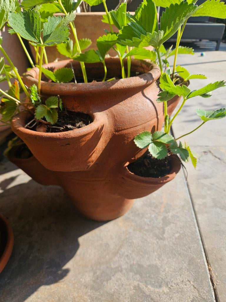 Gezocht Aardewerk aardbeienpot, Ophalen of Verzenden, Rond, Minder dan 25 cm, Minder dan 40 cm