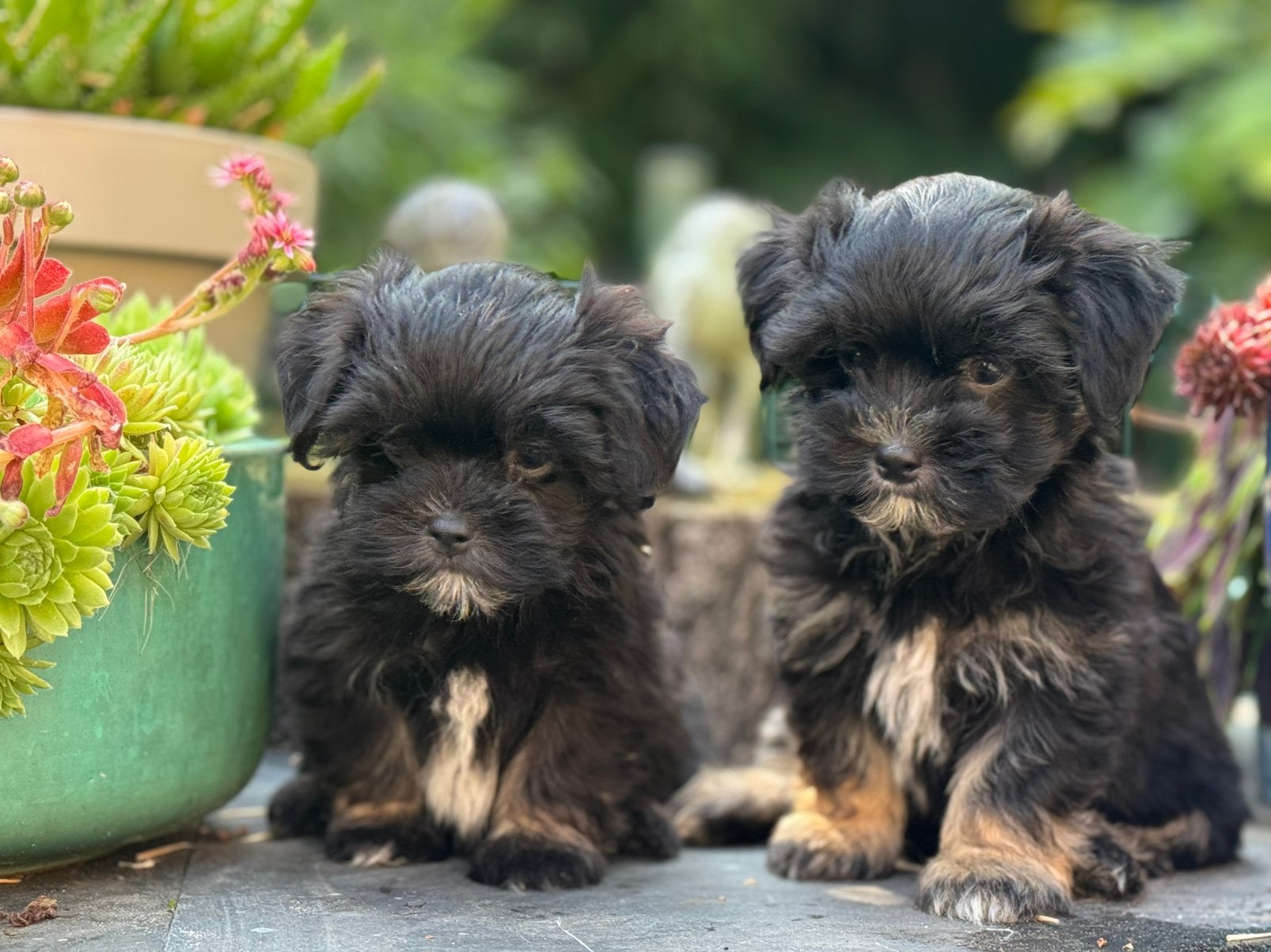 maltipoo x Boomer pups reutjes, Nederland, Parvo, Overige rassen, 8 tot 15 weken