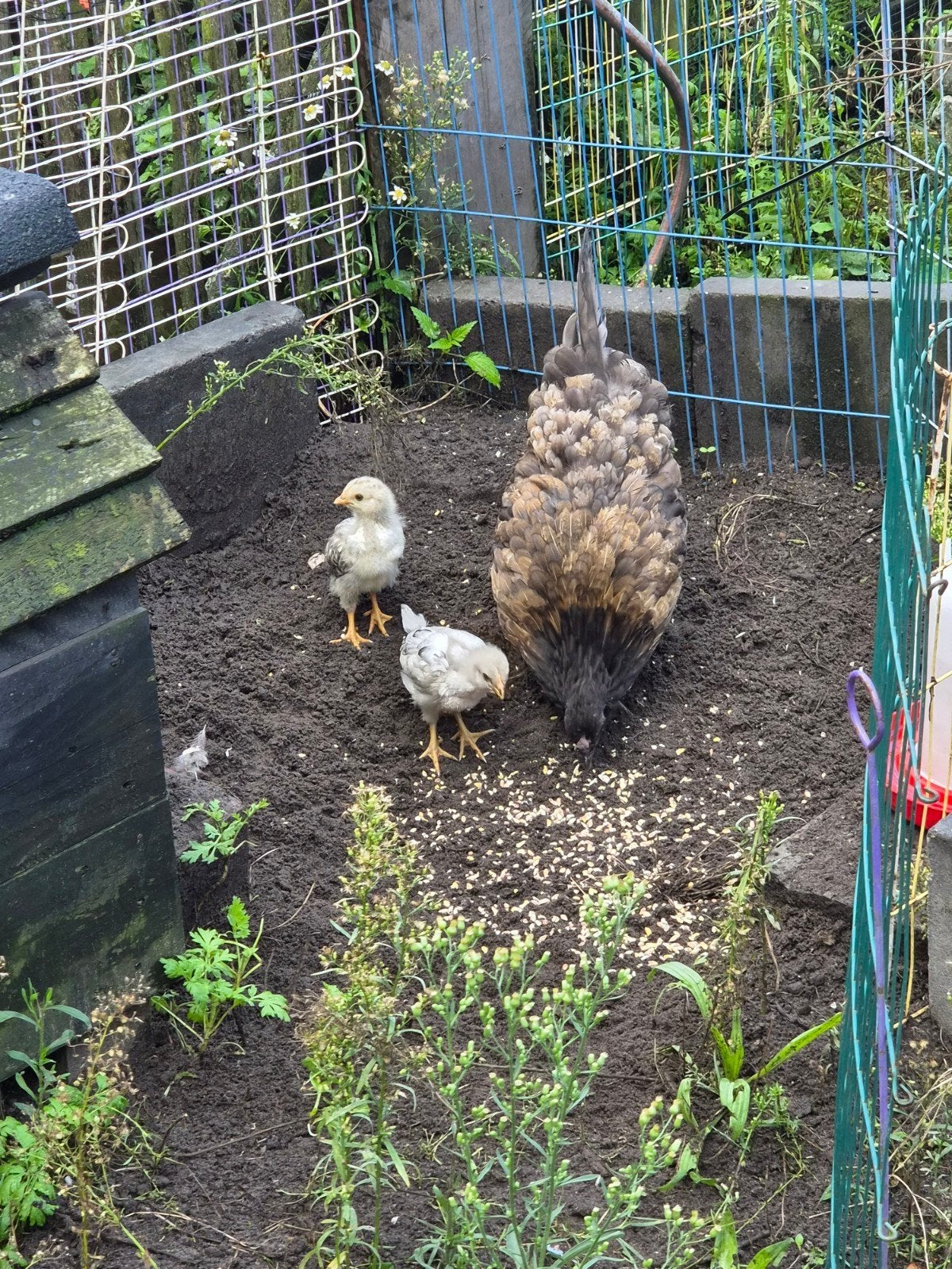 Hen met 2 kuikens, Vrouwelijk, Kip