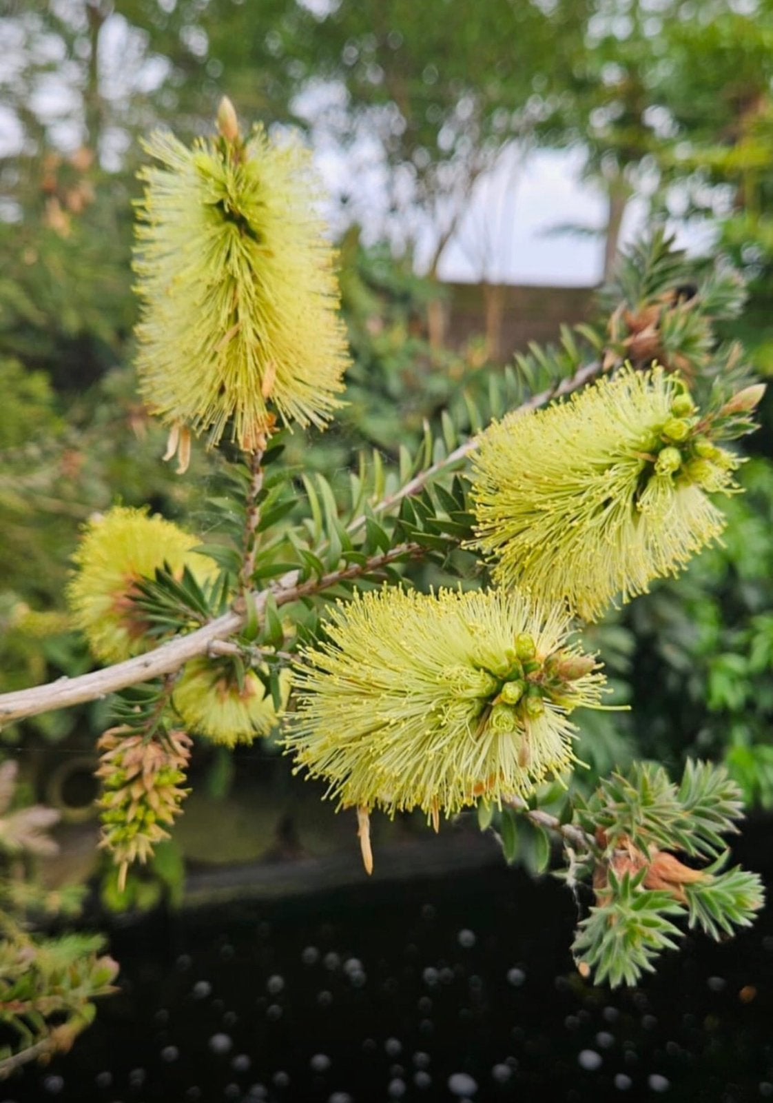 Callistemon rigides - Rood en geel in volle 23 cm pot, Volle zon, Vaste plant, Zomer, Ophalen
