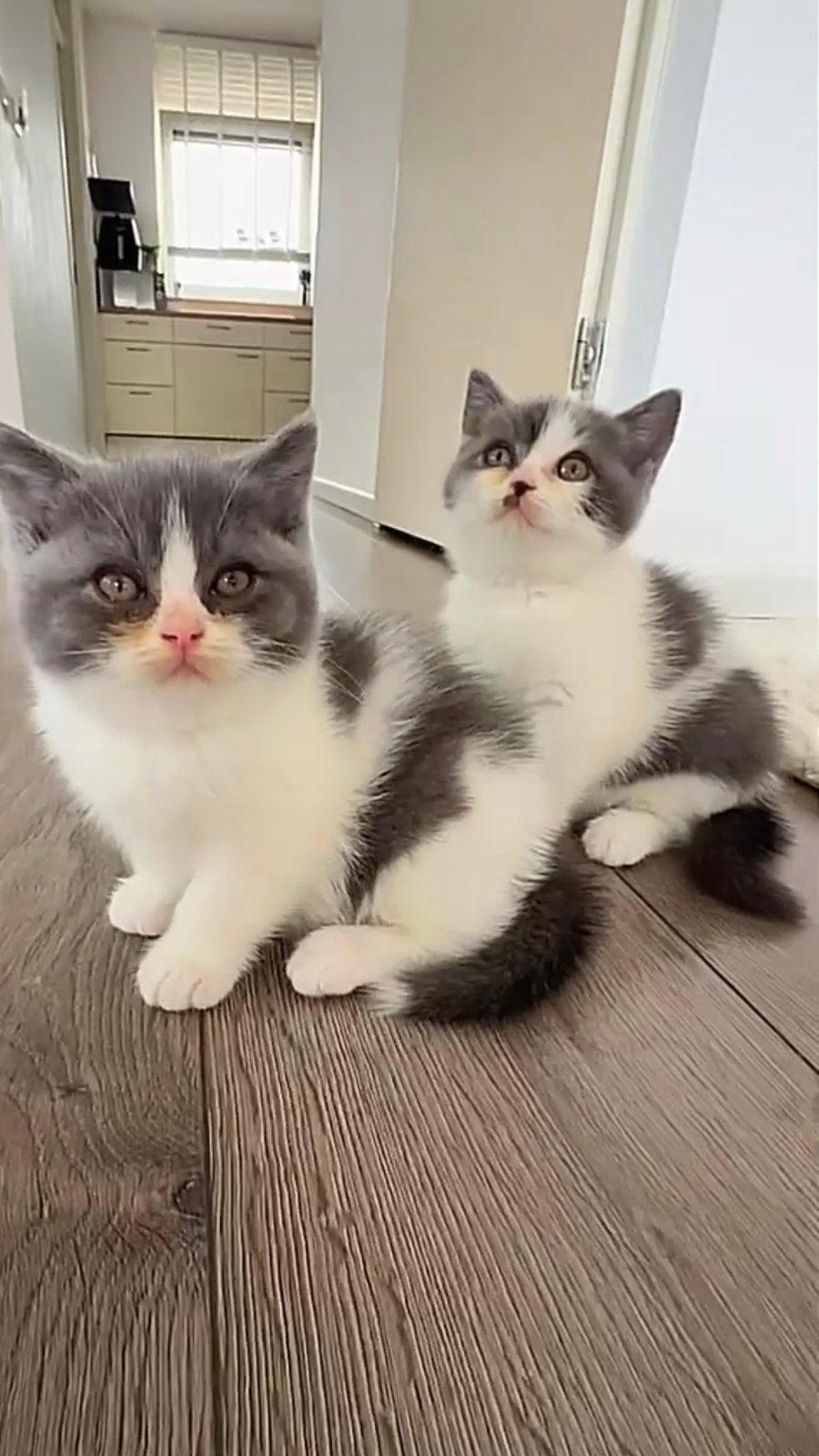 Britse korthaar katertje ter beschikking, Kater, Ingeënt