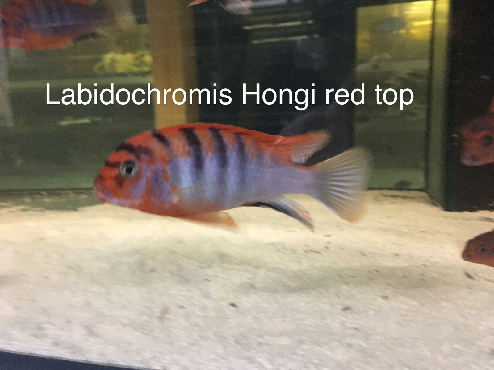Labidochromis Hongi red sweden, Vis