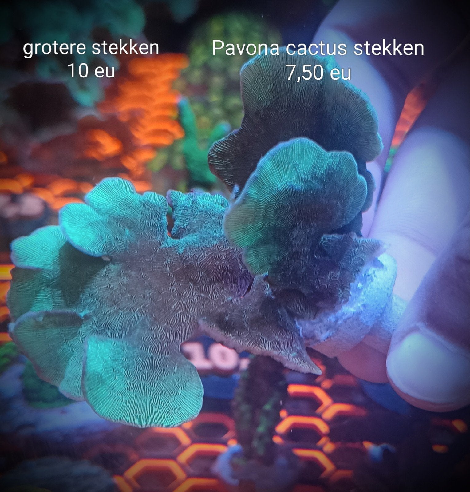 Pavona cactus koraal, Dieren en Toebehoren, Zoutwatervis