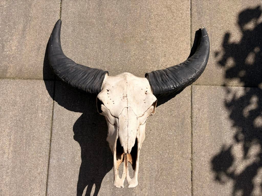 Indrukwekkende buffelschedel met hoorns, Verzamelen, Dierenverzamelingen, Ophalen of Verzenden, Gebruikt, Boerderijdier, Gewei of Kop
