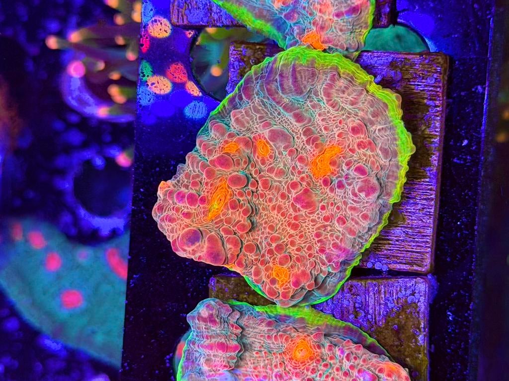 Felgekleurde koralen stekken uit eigen kweek, Dieren en Toebehoren, Vissen | Aquariumvissen