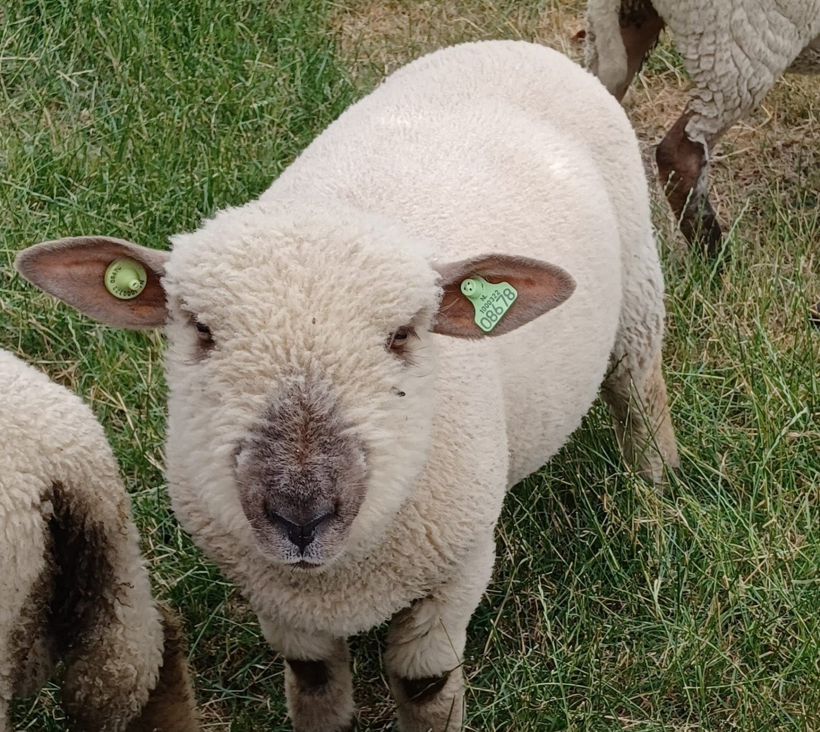 Leuke Hampshire down x Ryeland ram schaap, Mannelijk, Schaap