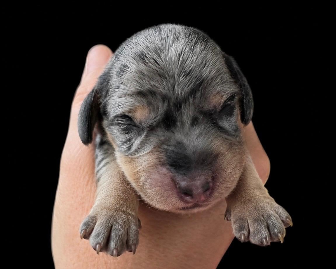knappe dwerg teckel pups te koop, Dieren en Toebehoren, CDV (hondenziekte), 8 tot 15 weken, Korthaar, Dwerg